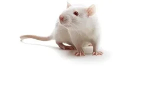 Sprague-Dawley Rat
