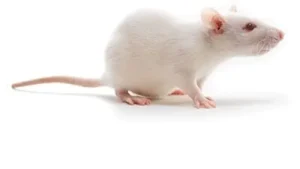 Wistar Rat
