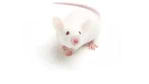 BALB/c mice