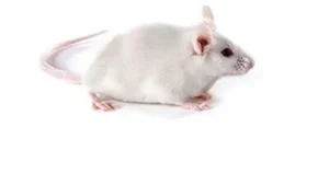 Swiss albino 